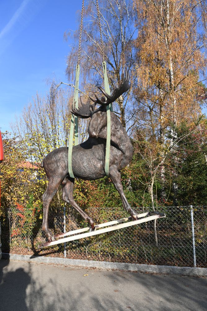 Bronzeelch