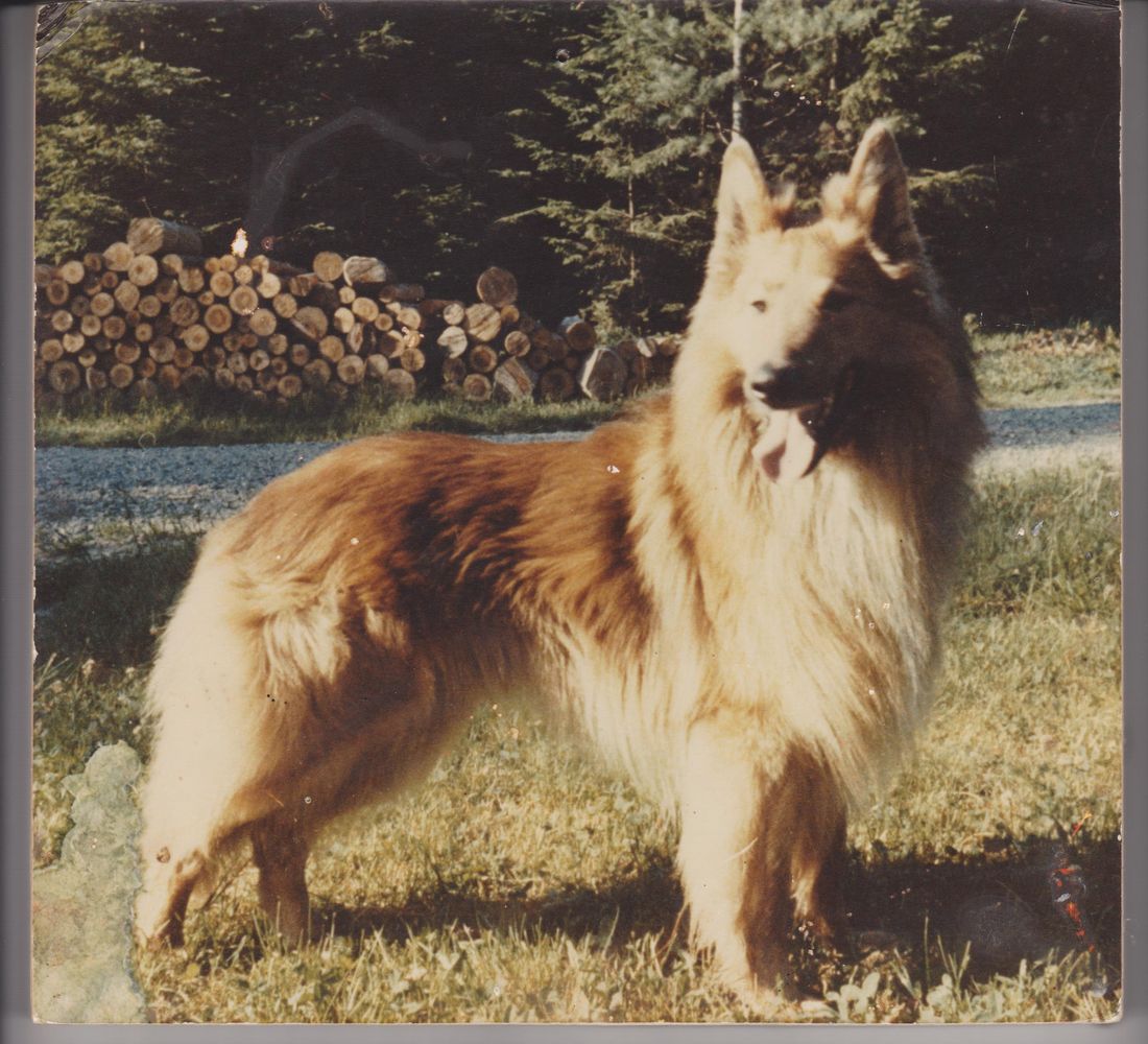 Bronzefigur Hund Rex